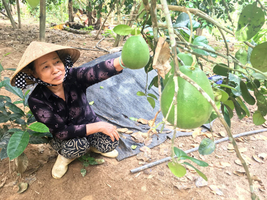 Cây bưởi phù hợp với khí hậu, thổ nhưỡng phát triển tốt mang lại thu nhập cho người dân Sơn Bua 