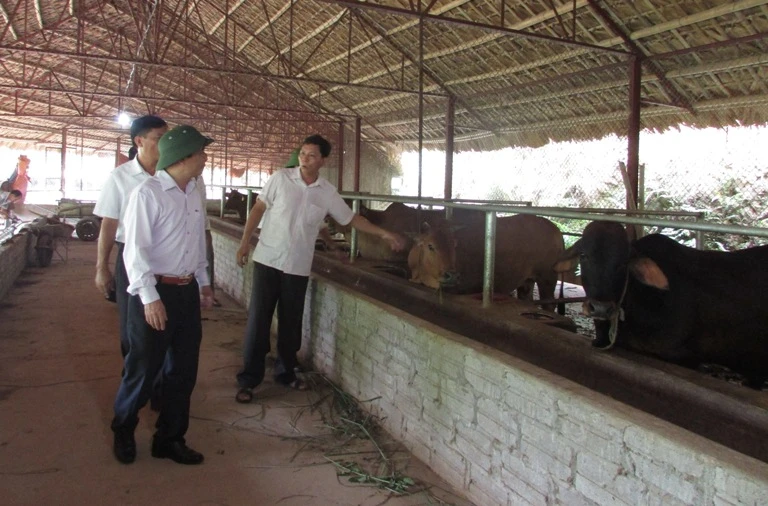 Nuôi bò theo hướng công nghiệp ở Yên Bái.