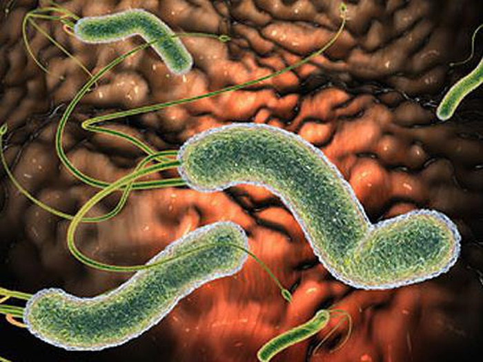 Vi khuẩn Helicobacter Pylori (HP) tập trung nhiều ở dưới lớp chất nhầy niêm mạc dạ dày Vi khuẩn Helicobacter Pylori (HP) tập trung nhiều ở dưới lớp chất nhầy niêm mạc dạ dày