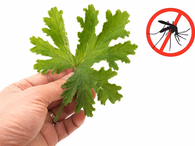 Biết những mẹo đuổi muỗi cực hay này, bạn khỏi lo mắc sốt xuất huyết