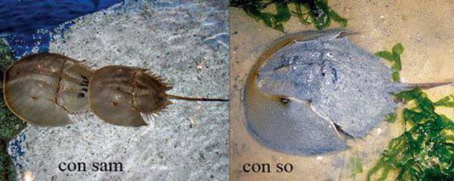 Nhiều người dễ nhầm lần giữa con sam và con so biển, trong khi so biển có độc tố có thể gây tử vong.