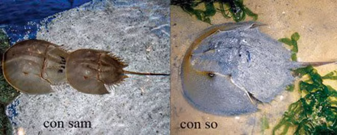Nhiều người dễ nhầm lần giữa con sam và con so biển, trong khi so biển có độc tố có thể gây tử vong.