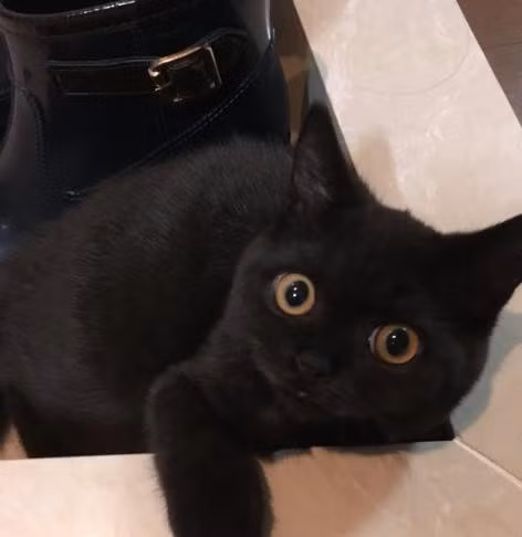 Chú mèo nổi tiếng mạng xã hội vì có đôi mắt to tròn ngây thơ “không chịu nổi“ ảnh 3