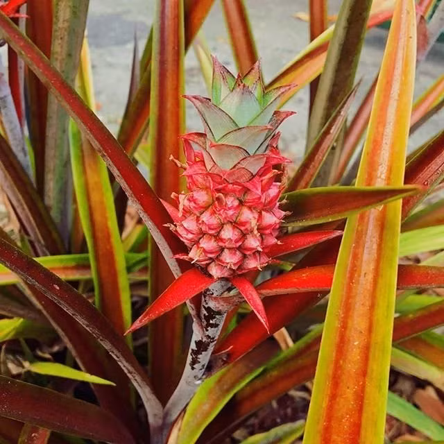 Không phải sản phẩm photoshop cũng không phải bạn hoa mắt đâu, dứa màu hồng là có thật đấy - Ảnh 1.