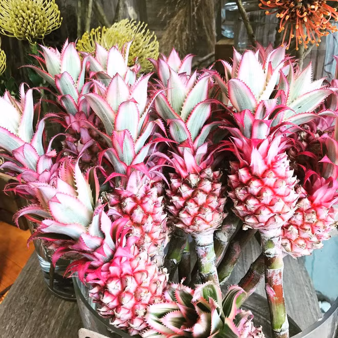 Không phải sản phẩm photoshop cũng không phải bạn hoa mắt đâu, dứa màu hồng là có thật đấy - Ảnh 6.