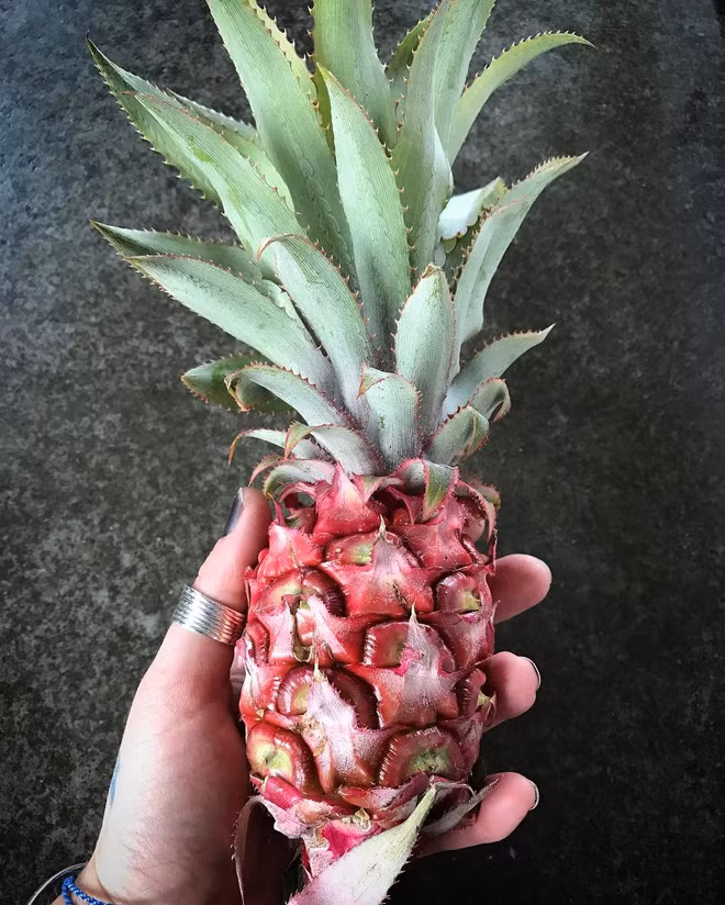 Không phải sản phẩm photoshop cũng không phải bạn hoa mắt đâu, dứa màu hồng là có thật đấy - Ảnh 7.