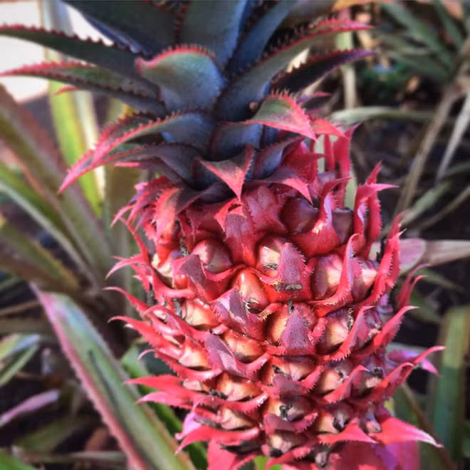 Không phải sản phẩm photoshop cũng không phải bạn hoa mắt đâu, dứa màu hồng là có thật đấy - Ảnh 5.