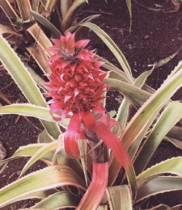 Không phải sản phẩm photoshop cũng không phải bạn hoa mắt đâu, dứa màu hồng là có thật đấy - Ảnh 2.