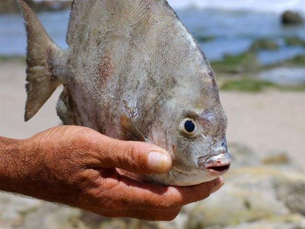 Top 6 "thủy quái" săn mồi hung tợn và ghê rợn nhất trên sông Amazon hình ảnh 9 top 6 "thuy quai" san moi hung ton va ghe ron nhat tren song amazon hinh anh 9