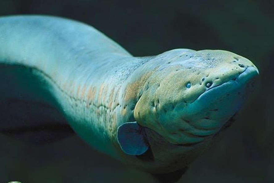 Top 6 "thủy quái" săn mồi hung tợn và ghê rợn nhất trên sông Amazon hình ảnh 13 top 6 "thuy quai" san moi hung ton va ghe ron nhat tren song amazon hinh anh 13