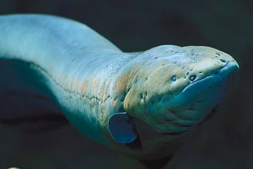 top 6 "thuy quai" san moi hung ton va ghe ron nhat tren song amazon hinh anh 13