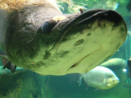 Top 6 "thủy quái" săn mồi hung tợn và ghê rợn nhất trên sông Amazon hình ảnh 7 top 6 "thuy quai" san moi hung ton va ghe ron nhat tren song amazon hinh anh 7