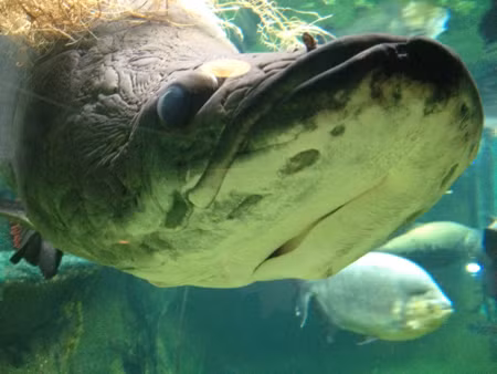 top 6 "thuy quai" san moi hung ton va ghe ron nhat tren song amazon hinh anh 7