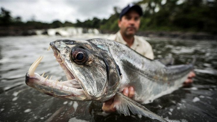 Top 6 "thủy quái" săn mồi hung tợn và ghê rợn nhất trên sông Amazon hình ảnh 6 top 6 "thuy quai" san moi hung ton va ghe ron nhat tren song amazon hinh anh 6