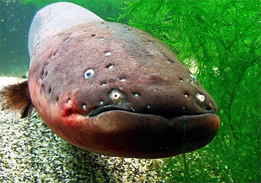 Top 6 "thủy quái" săn mồi hung tợn và ghê rợn nhất trên sông Amazon hình ảnh 12 top 6 "thuy quai" san moi hung ton va ghe ron nhat tren song amazon hinh anh 12