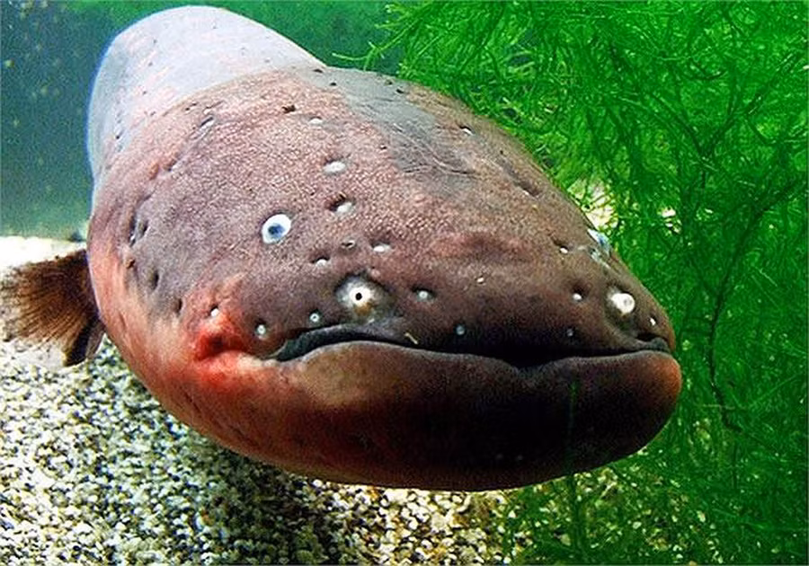 top 6 "thuy quai" san moi hung ton va ghe ron nhat tren song amazon hinh anh 12