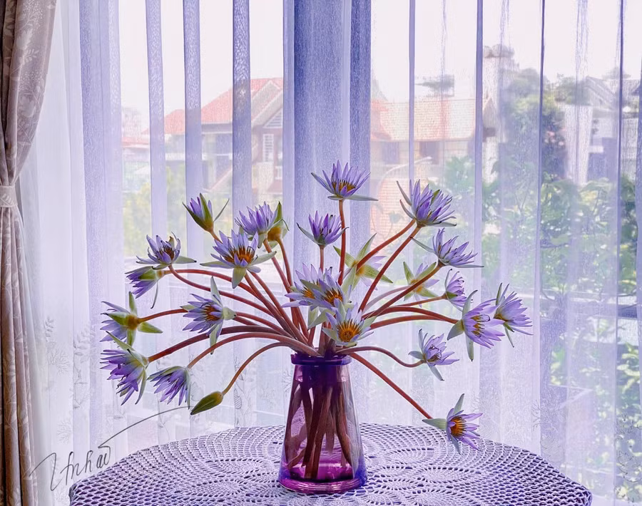 Chu kỳ nở của súng Thái cánh đơn ngắn hơn cánh kép, chỉ được 2 lần nở cụp nhưng bù lại màu tím khói mơ màng và mùi thơm vô cùng quyến rũ ngọt ngào.