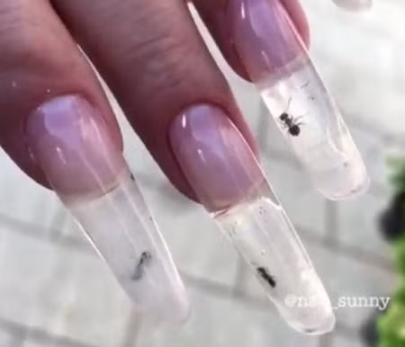 Nhốt kiến sống trong móng tay để làm đẹp