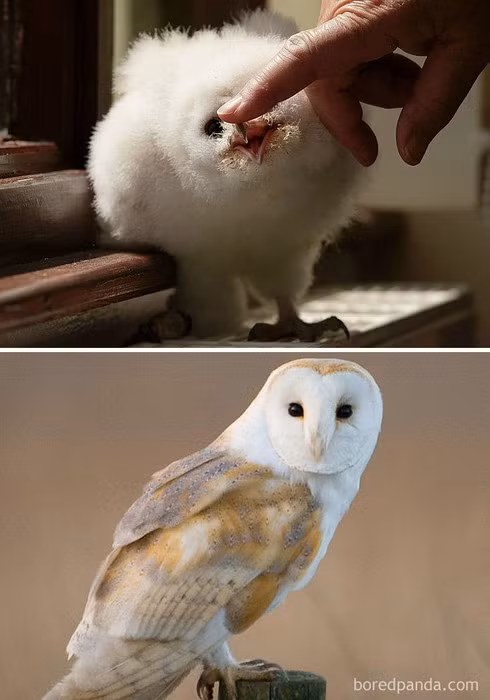 16 loài chim có màn dậy thì thành công nhất mọi thời đại ảnh 4