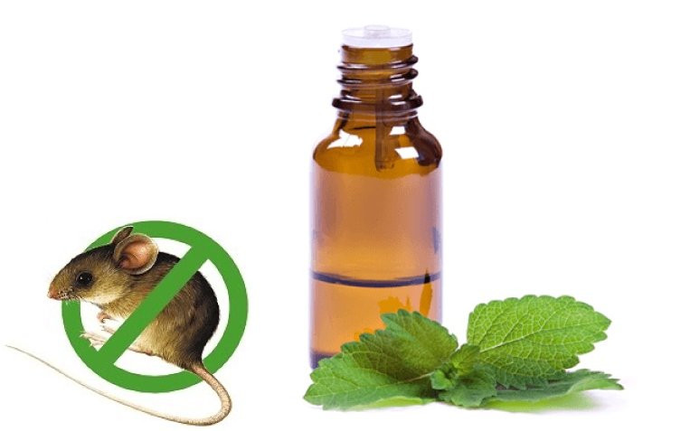 Sử dụng tinh dầu để chống chuột trên xe ô tô Sử dụng tinh dầu để chống chuột trên xe ô tô.