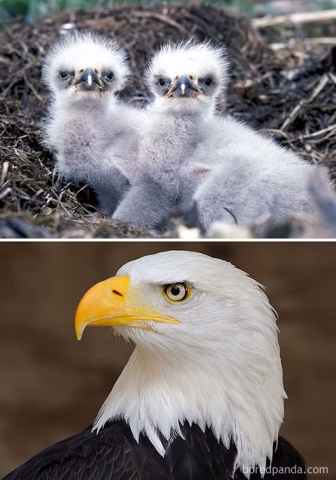 16 loài chim có màn dậy thì thành công nhất mọi thời đại ảnh 15