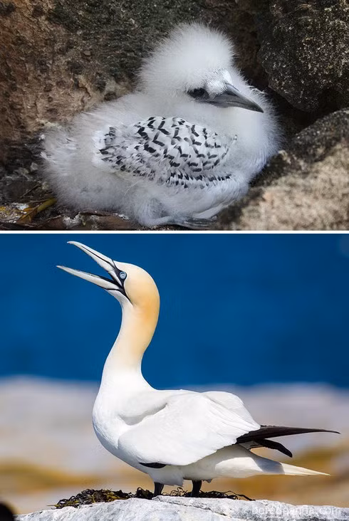 16 loài chim có màn dậy thì thành công nhất mọi thời đại ảnh 11