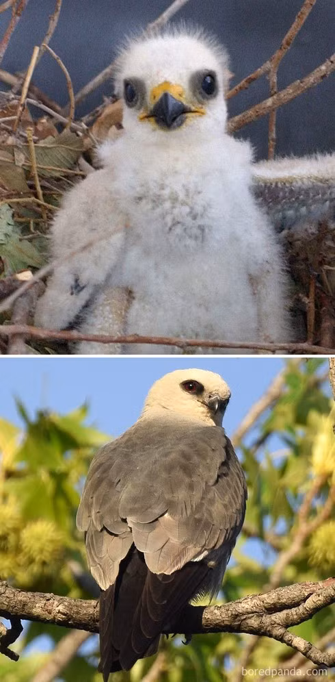 16 loài chim có màn dậy thì thành công nhất mọi thời đại ảnh 12