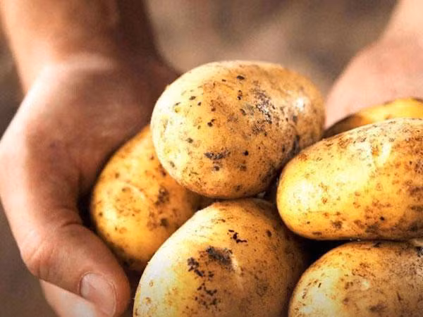 10 cong thuc mat na sua chua giup da ban cang bong hinh 4