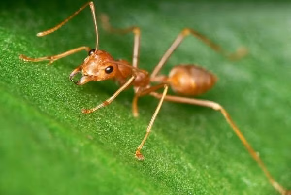 Đã có người phải nhập viện cấp cứu chỉ vì bị kiến lửa đốt: Đừng quên nguyên tắc “8 từ” nếu không may bị kiến lửa đốt - Ảnh 2.