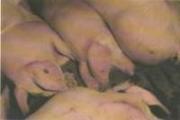 Dấu hiệu nhận biết lợn nhiễm Dịch tả lợn Châu Phi 2