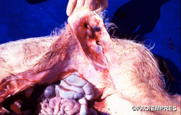 Dấu hiệu nhận biết lợn nhiễm Dịch tả lợn Châu Phi 7