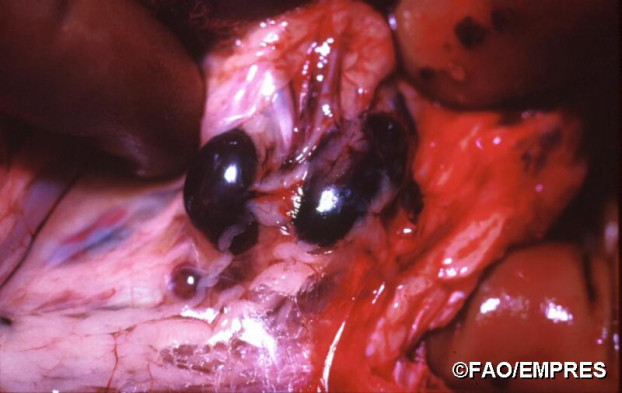 Dấu hiệu nhận biết lợn nhiễm Dịch tả lợn Châu Phi 8