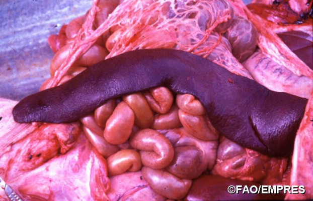 Dấu hiệu nhận biết lợn nhiễm Dịch tả lợn Châu Phi 9