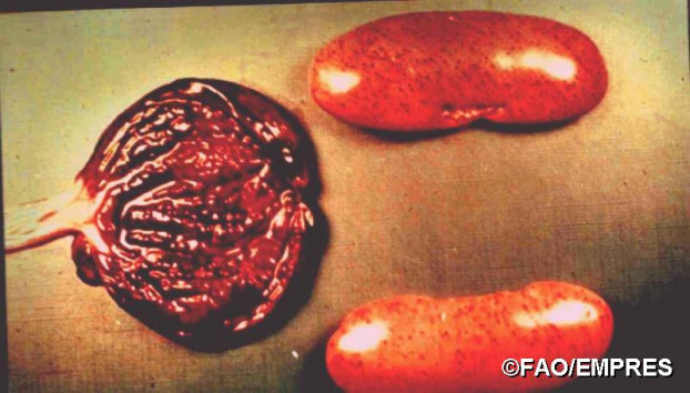 Dấu hiệu nhận biết lợn nhiễm Dịch tả lợn Châu Phi 11