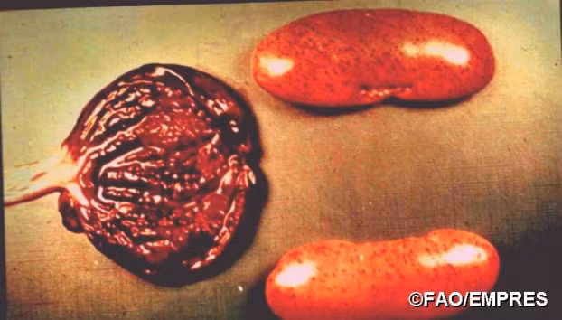 Dấu hiệu nhận biết lợn nhiễm Dịch tả lợn Châu Phi 11