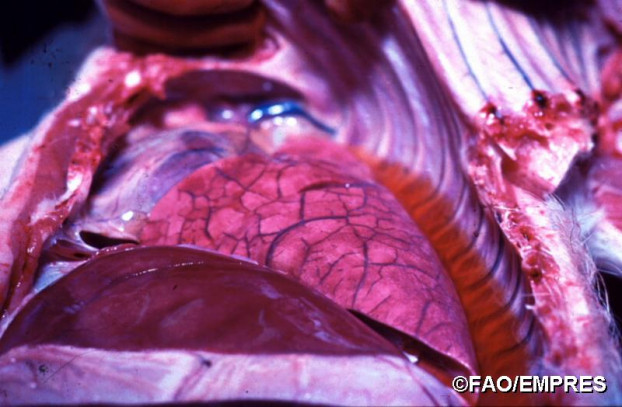 Dấu hiệu nhận biết lợn nhiễm Dịch tả lợn Châu Phi 10