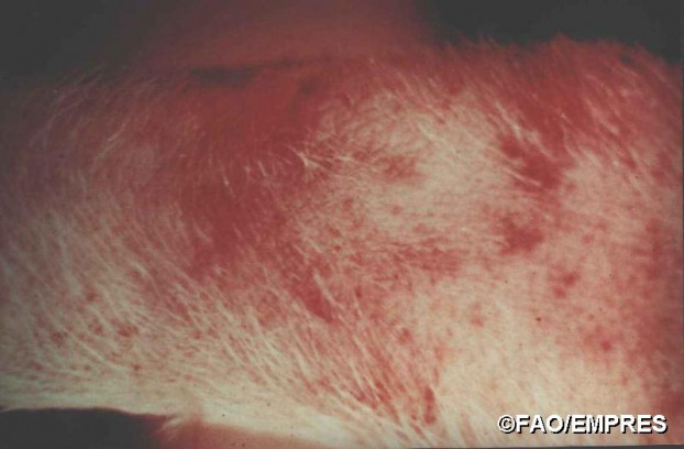 Dấu hiệu nhận biết lợn nhiễm Dịch tả lợn Châu Phi 4