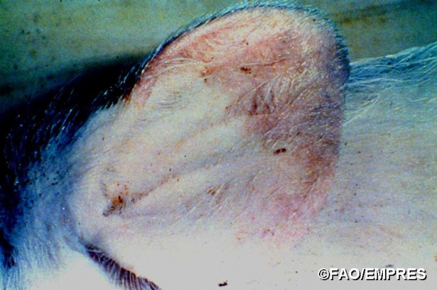 Dấu hiệu nhận biết lợn nhiễm Dịch tả lợn Châu Phi 6