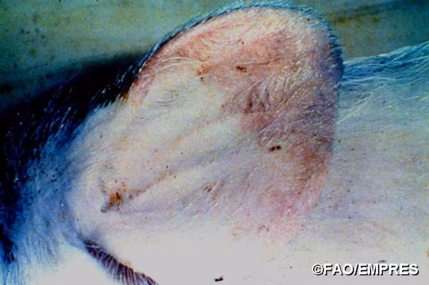 Dấu hiệu nhận biết lợn nhiễm Dịch tả lợn Châu Phi 6