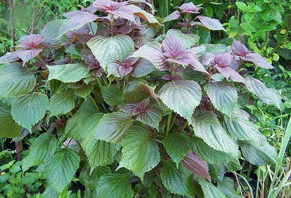 Uống nước lá tía tô có tác dụng gì? ảnh 1 uong nuoc la tia to co tac dung va tac hai doi voi suc khoe nhu the nao - 1