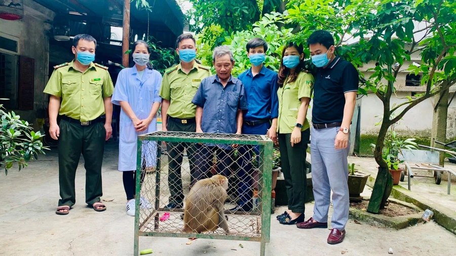 Hạt kiểm lâm huyện Kỳ Anh tiếp nhận cá thể khỉ đuôi lợn.