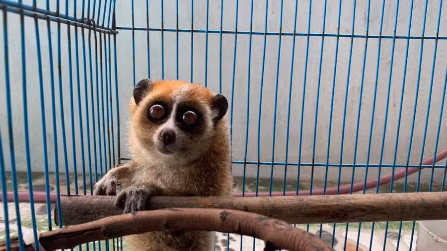 Cá thể cu li nhỏ.