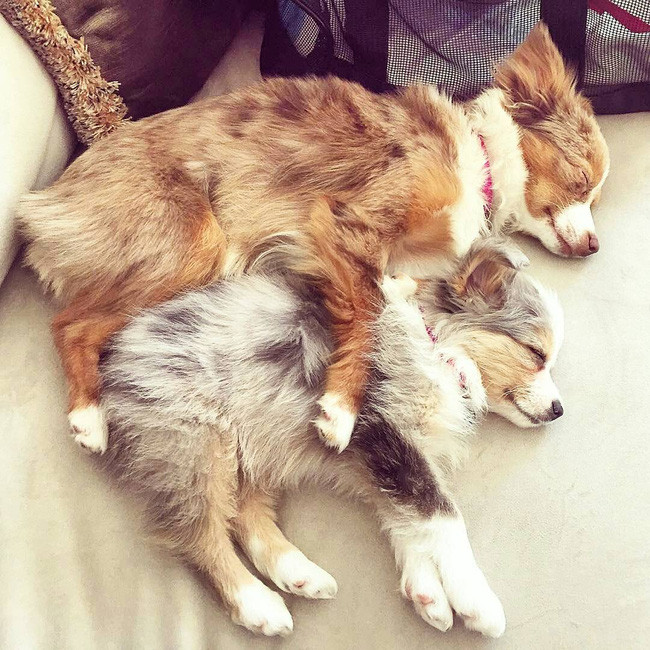 17 lý do vì sao ai cũng nên nuôi chó chăn cừu Úc - Ảnh 31.