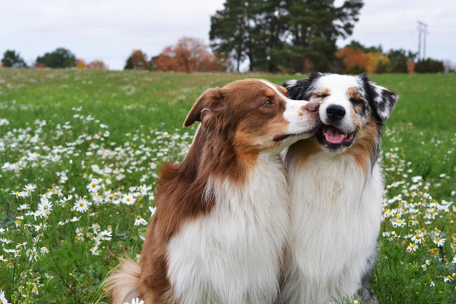 17 lý do vì sao ai cũng nên nuôi chó chăn cừu Úc - Ảnh 13.