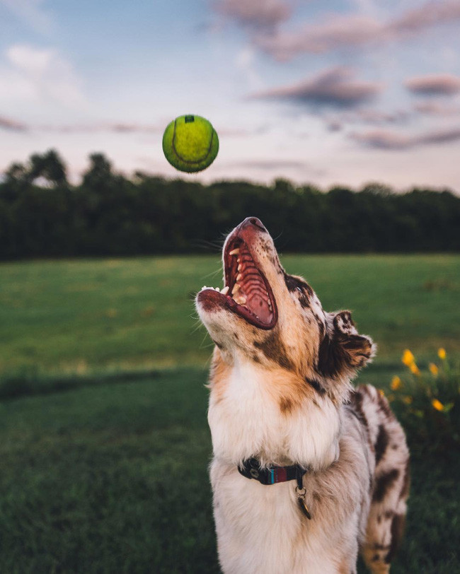 17 lý do vì sao ai cũng nên nuôi chó chăn cừu Úc - Ảnh 9.