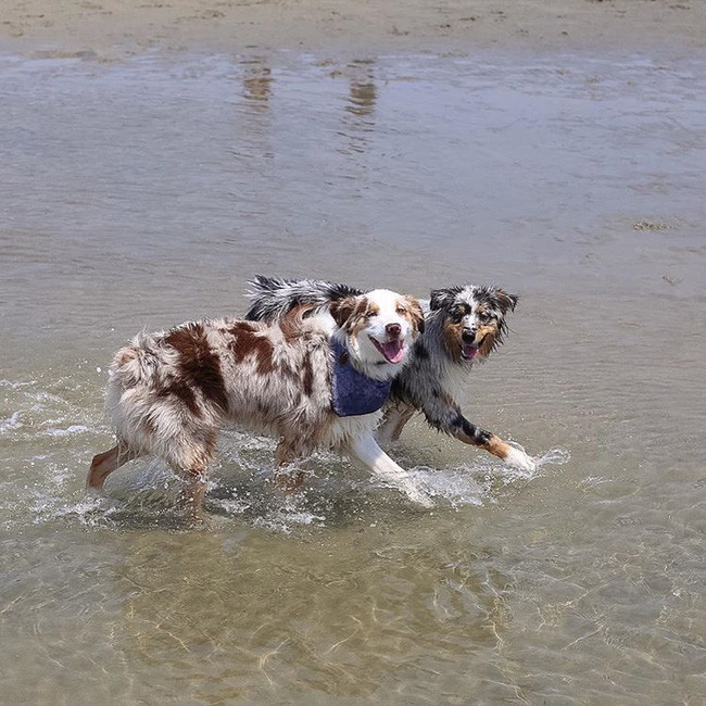 17 lý do vì sao ai cũng nên nuôi chó chăn cừu Úc - Ảnh 25.