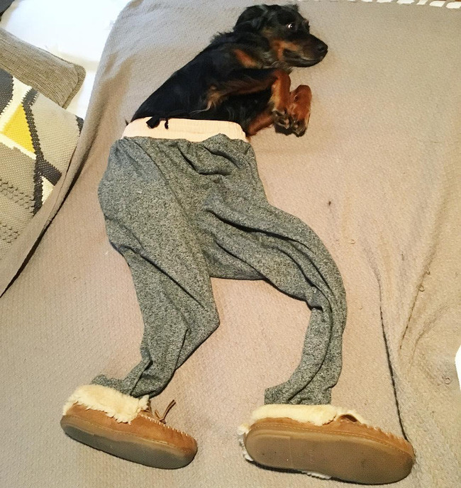 17 lý do vì sao ai cũng nên nuôi chó chăn cừu Úc - Ảnh 29.