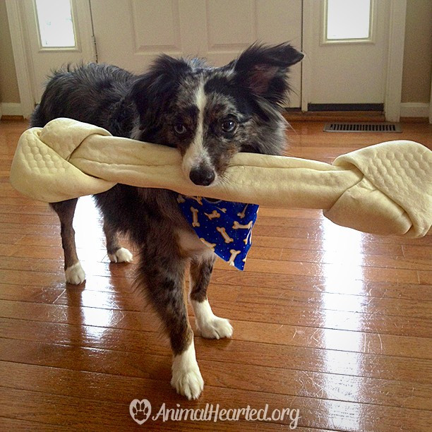 17 lý do vì sao ai cũng nên nuôi chó chăn cừu Úc - Ảnh 17.