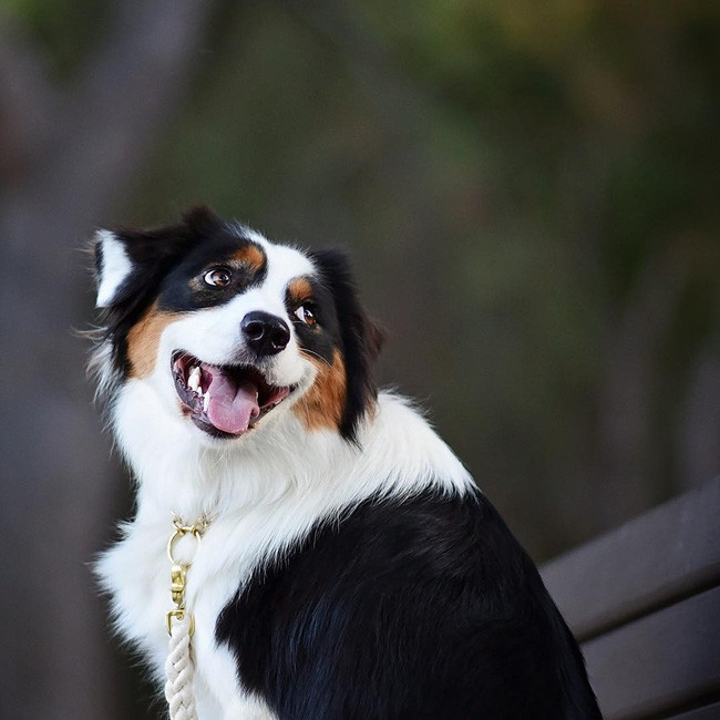 17 lý do vì sao ai cũng nên nuôi chó chăn cừu Úc - Ảnh 21.