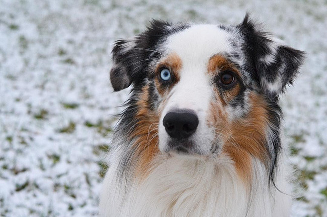 17 lý do vì sao ai cũng nên nuôi chó chăn cừu Úc - Ảnh 15.